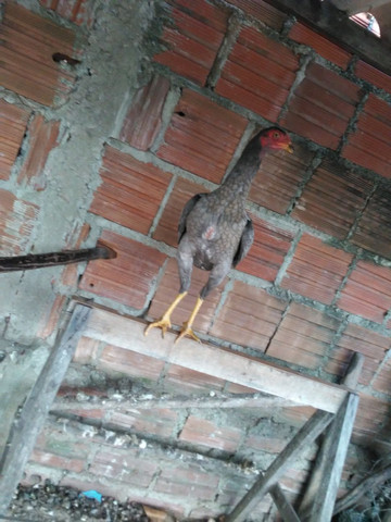 Vendo frago e galinhas