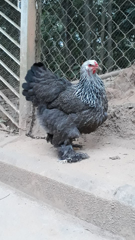 Pintinhos de galinha Brahma dark