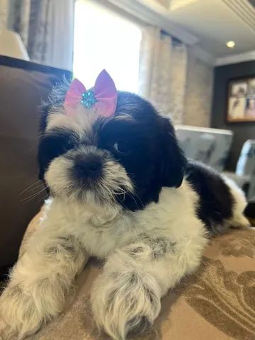 Shih tzu 