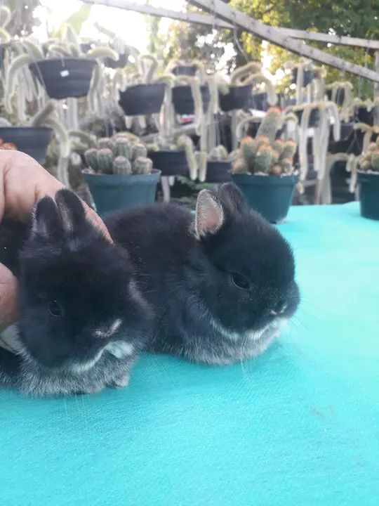 Coelho anão importado Black other  - Foto 2