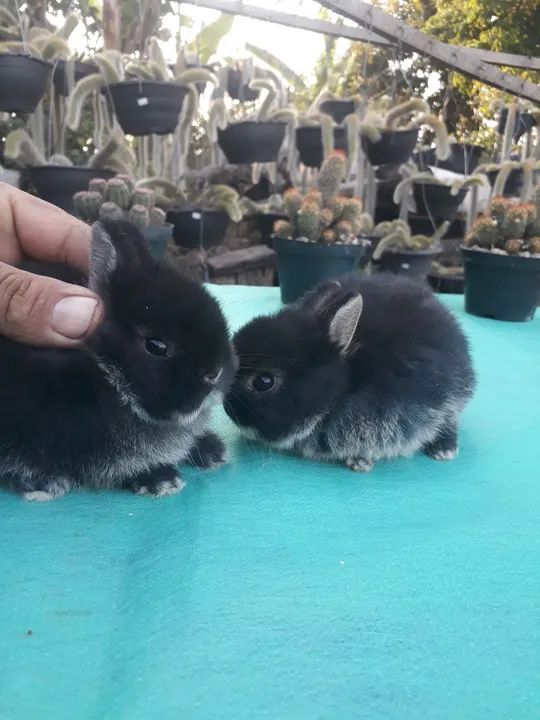 Coelho anão importado Black other  - Foto 6