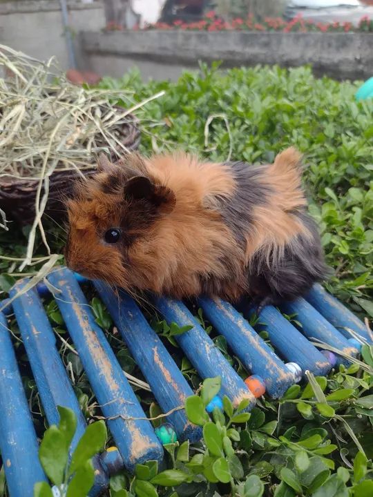 Porquinho da índia  - Foto 5