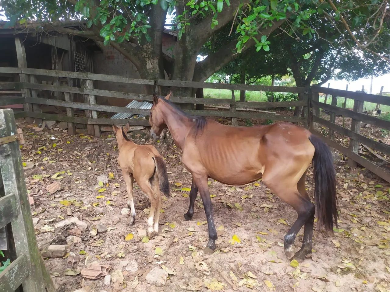 Égua Parida - Foto 5