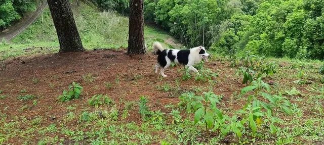 Vendo sítio de 12 hectares (120.000 mil metros) - Foto 2