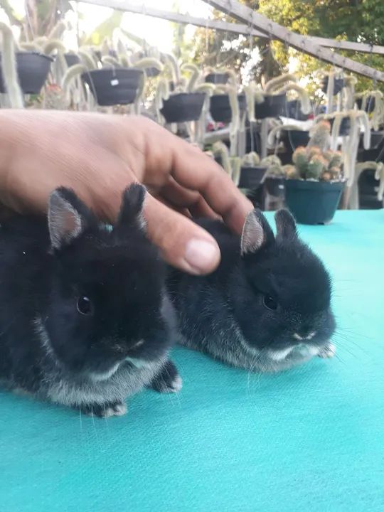 Coelho anão importado Black other 
