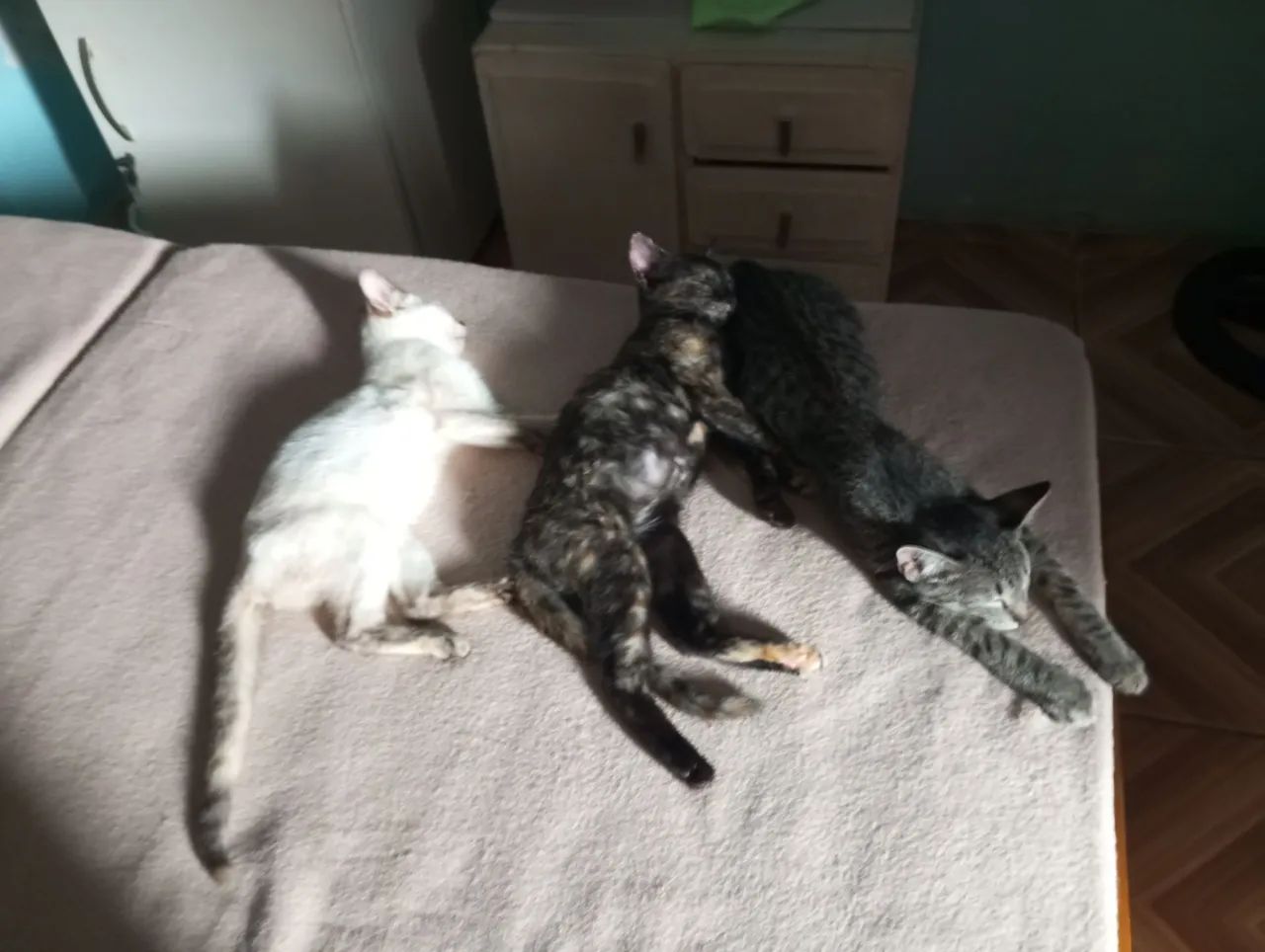 Três gatinhos fofinhos para adoção - Foto 2