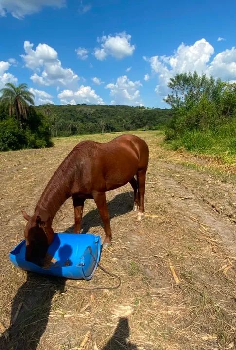 Cavalo Quarto de Milha para venda - Foto 3