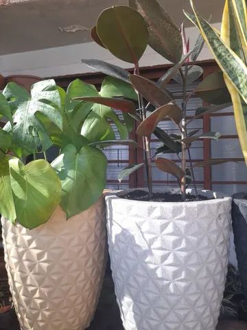 Ficus elástica  - Foto 5