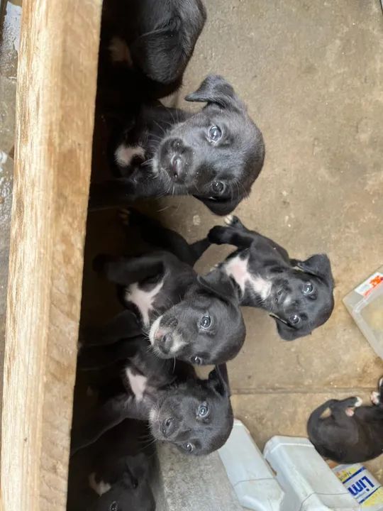 Doa-se filhote de cachorros 