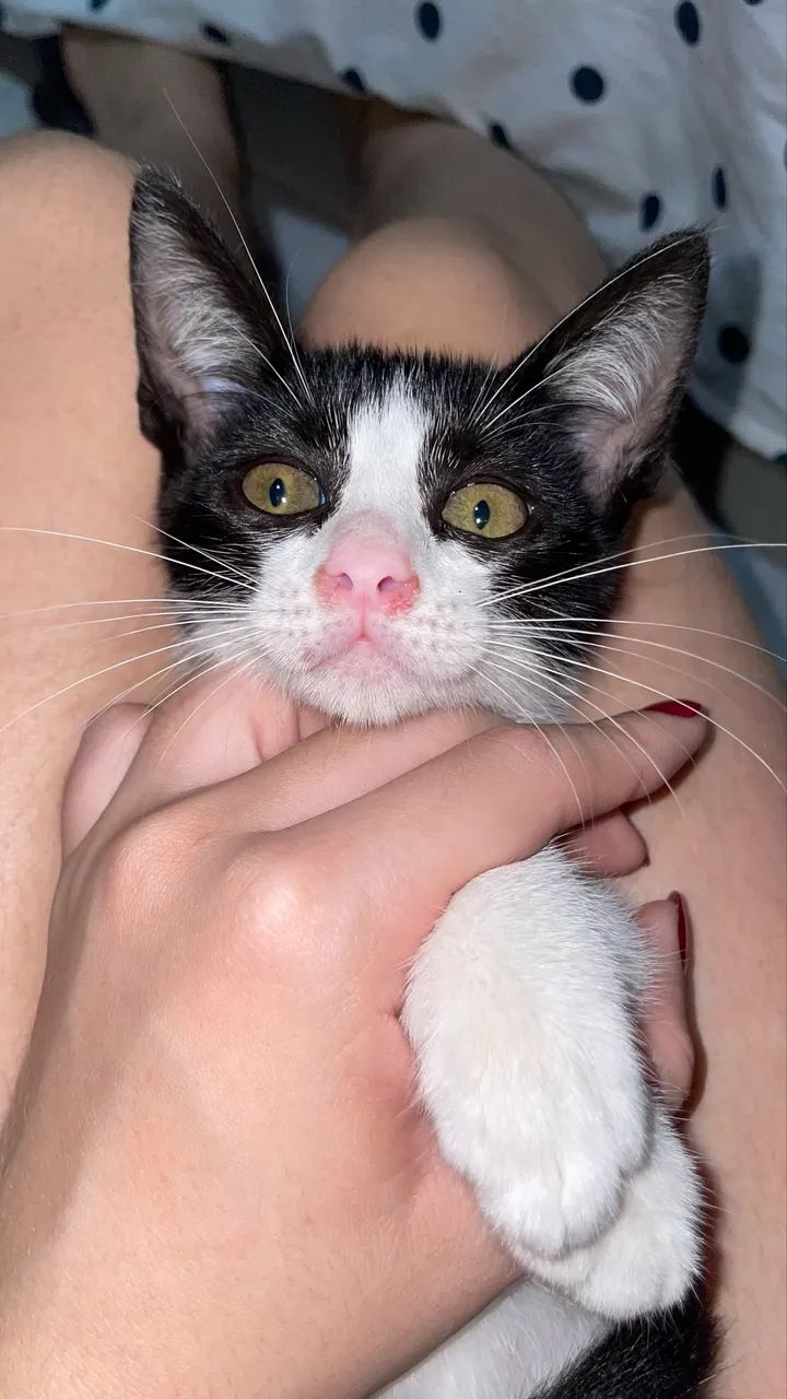 Gata frajola para a adoção  - Foto 3