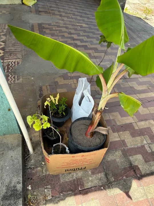 Mudas de Banana Prata