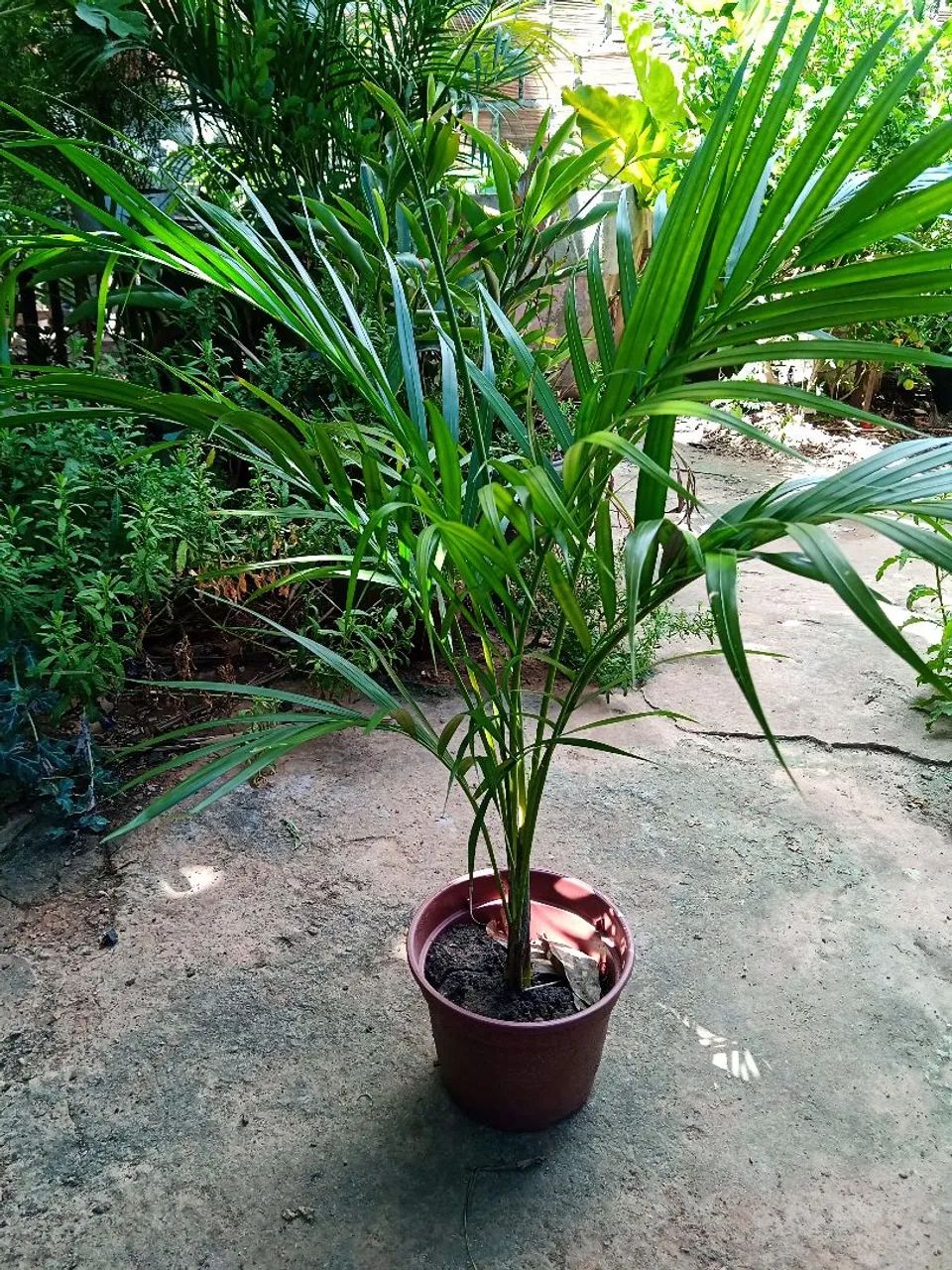 Palmeiras Areca Vaso - Decorativas e Elegantes - Foto 4