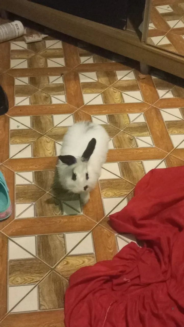 Coelha angorá  - Foto 4