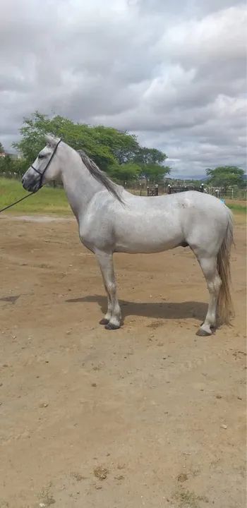 Cavalo Mangalarga marchador para venda - Foto 6