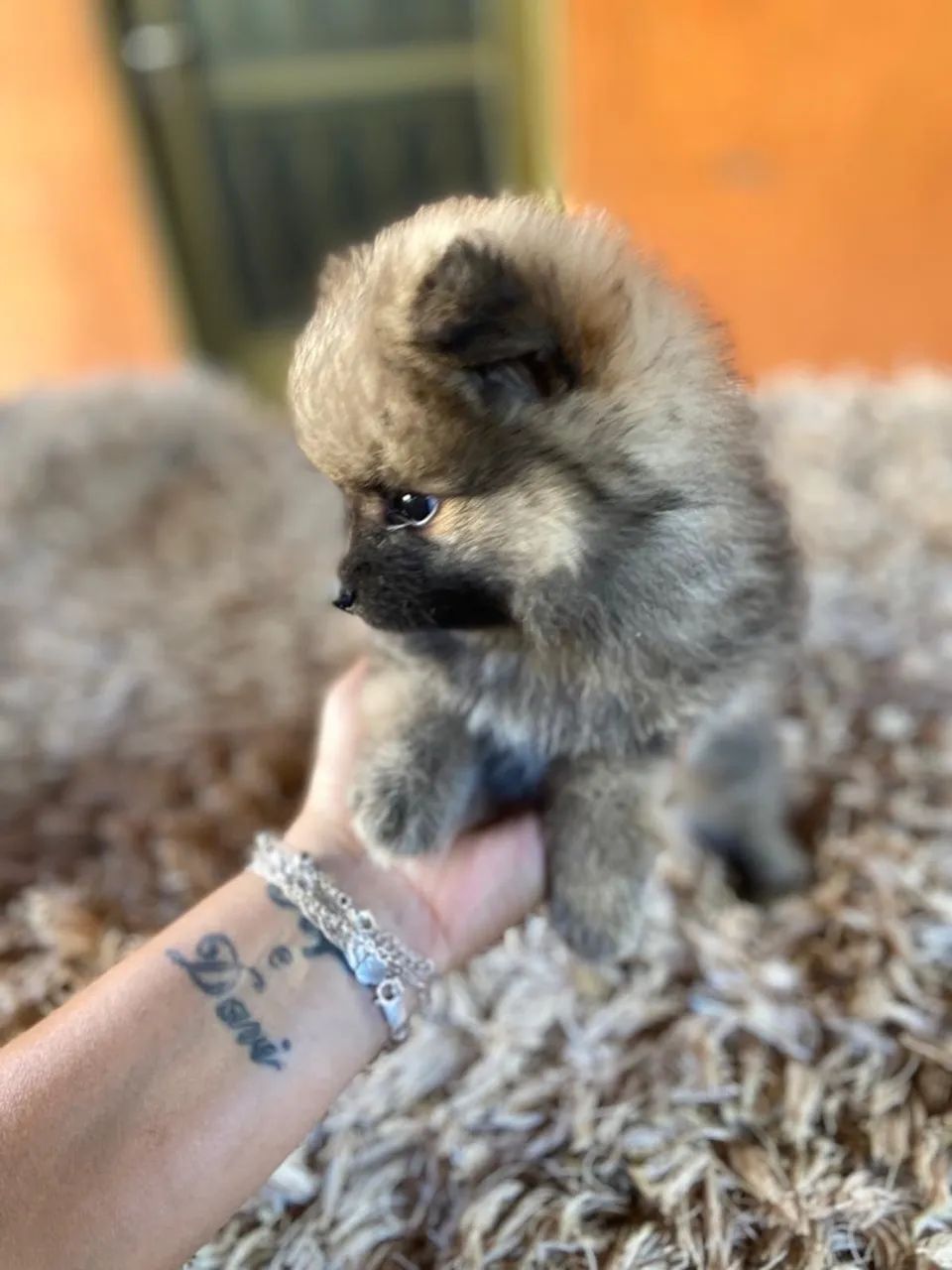 Spitz alemão (Lulu da Pomerânia) anão - Foto 3