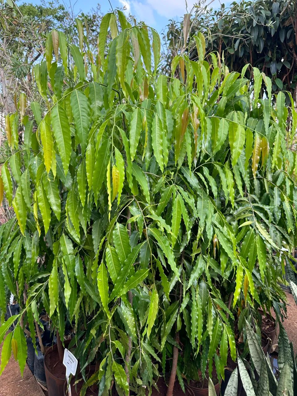 Muda de Choupala 