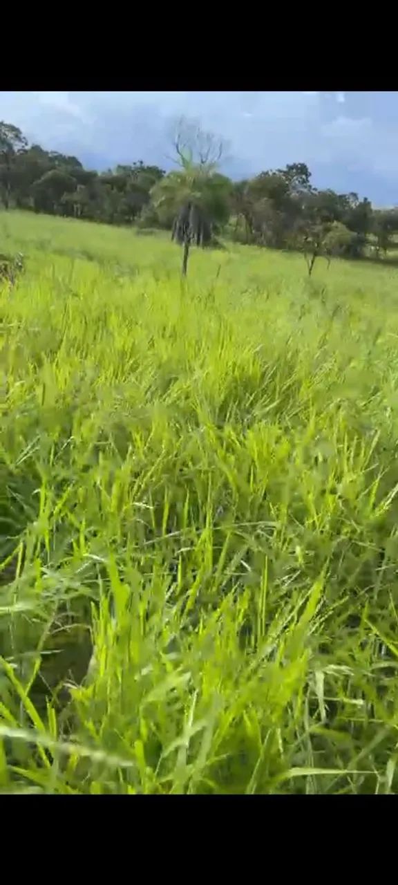 Vendo 10 alqueires  na região do morro agudo de Goiás, 180km de Goiânia!!  - Foto 6
