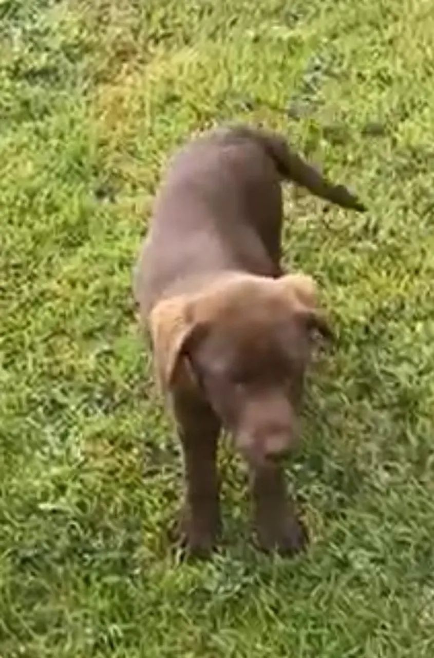 Labrador com Entrega Garantida