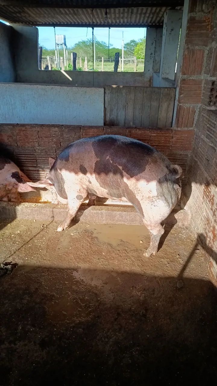 Porcas  - Foto 4
