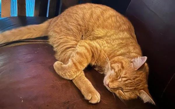 Gatinha preta disponível para adoção - Foto 5