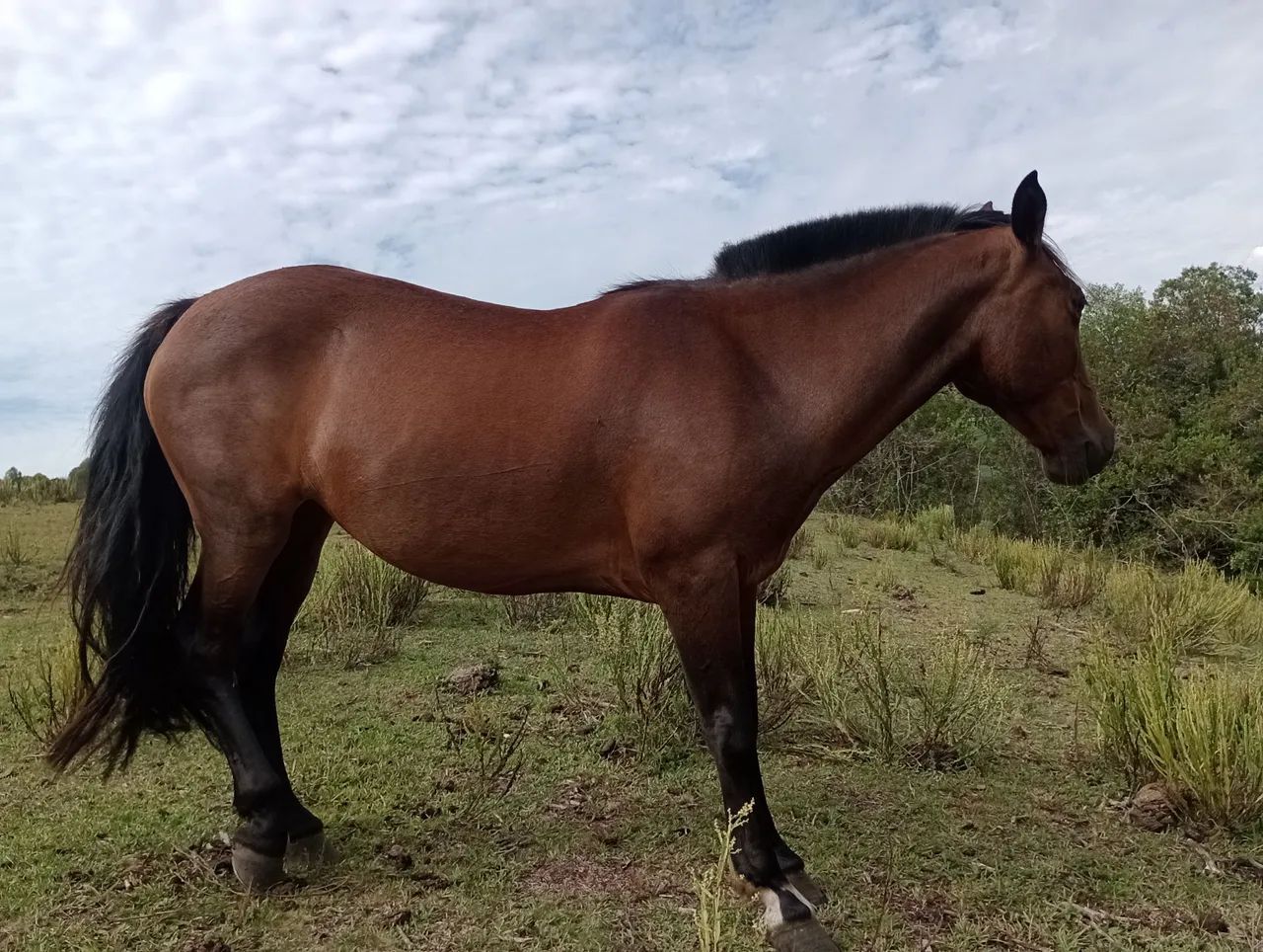 Egua e  um carneiro sulfok - Foto 3