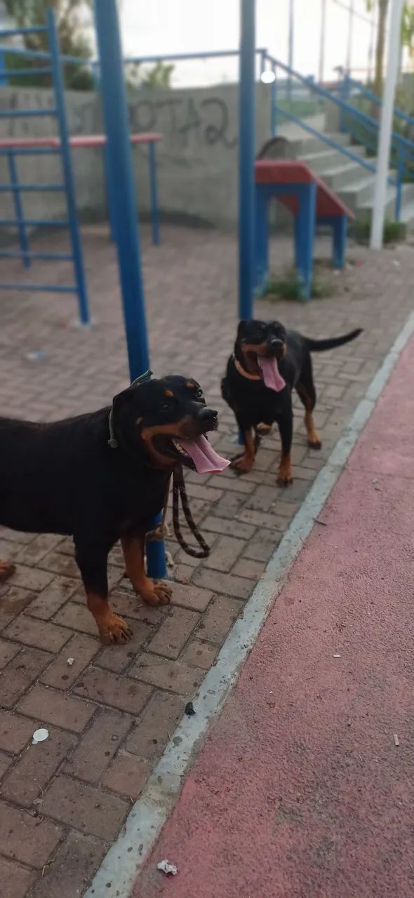 Filhote Rottweilers Lindos