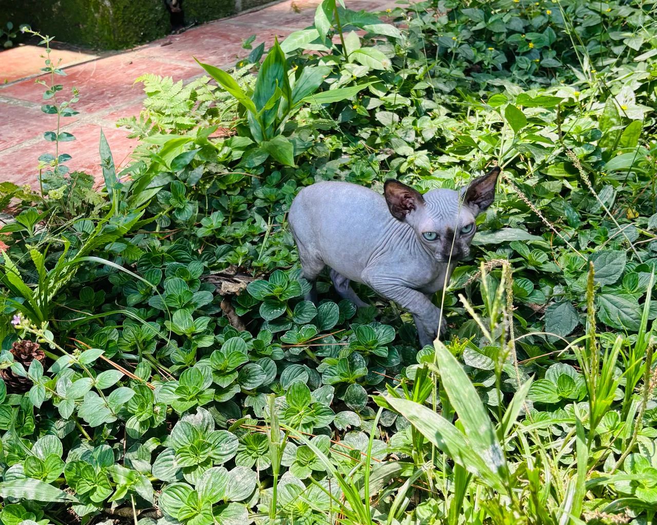 Filhotes te Sphynx Macho - Foto 4