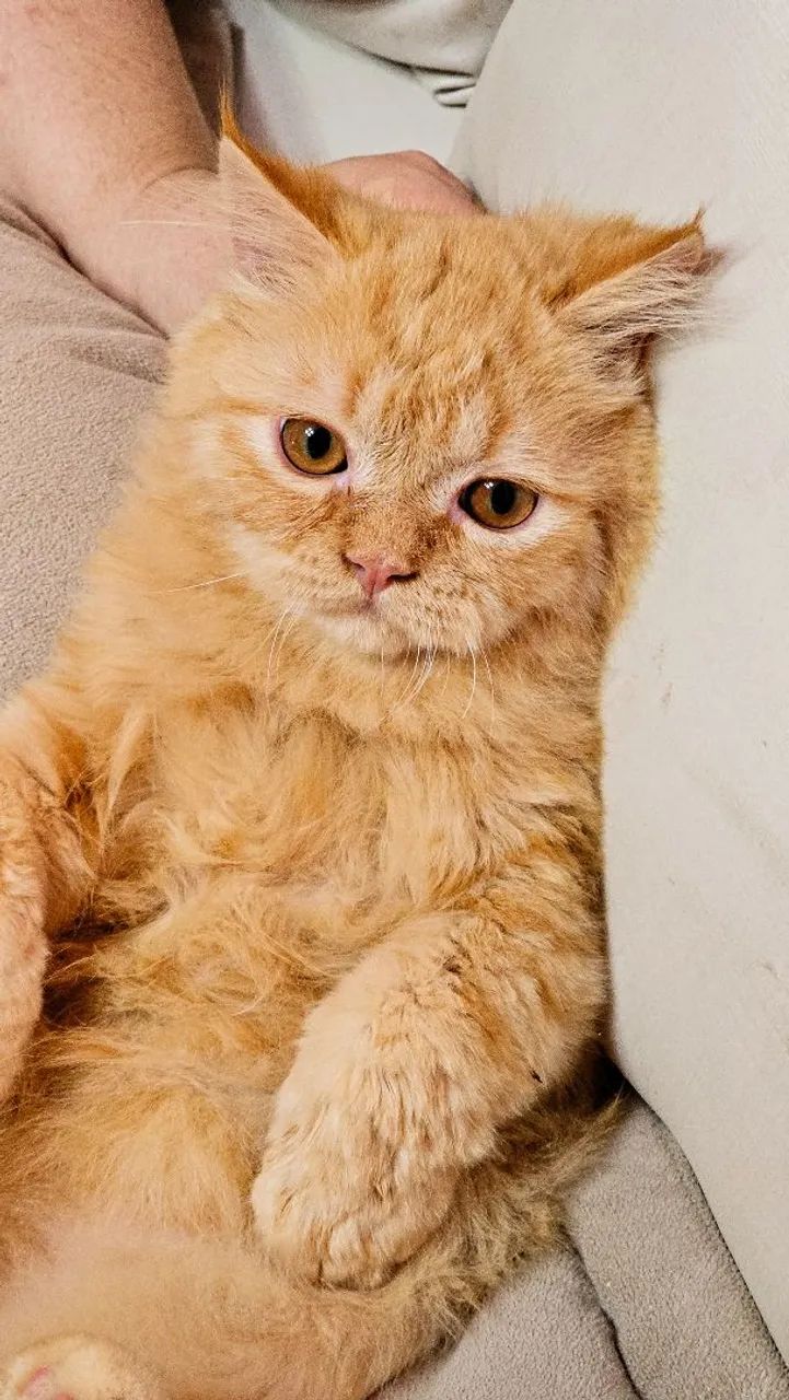 Lindos Filhotes de Gatos Persa - Foto 5