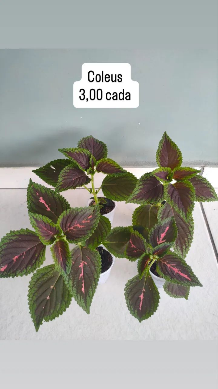 Plantas promoção  - Foto 6