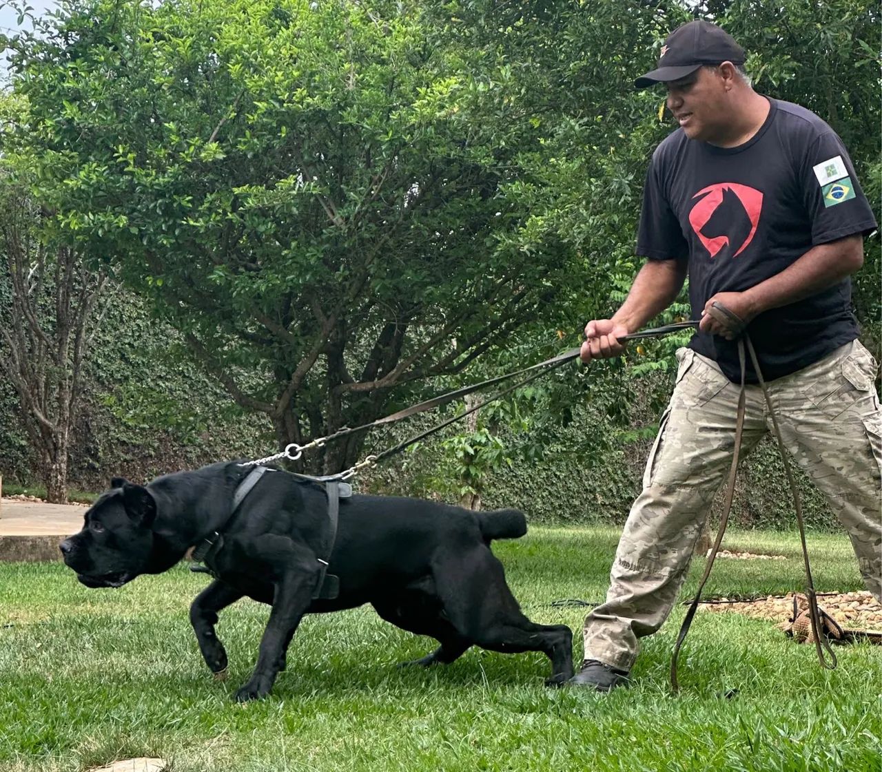 Ninhada disponível - Cane Corso Italiano  - Foto 5
