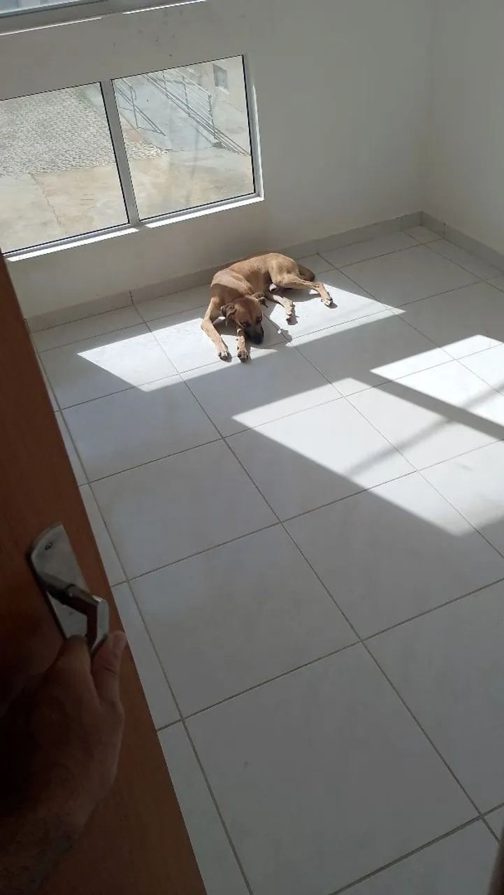 Cão de porte médio para adoção