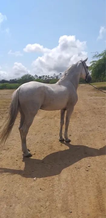 Cavalo Mangalarga marchador para venda - Foto 4