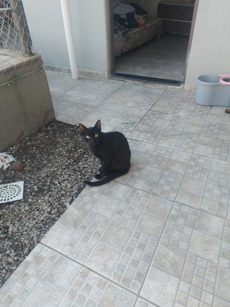 Estou doando gato macho.