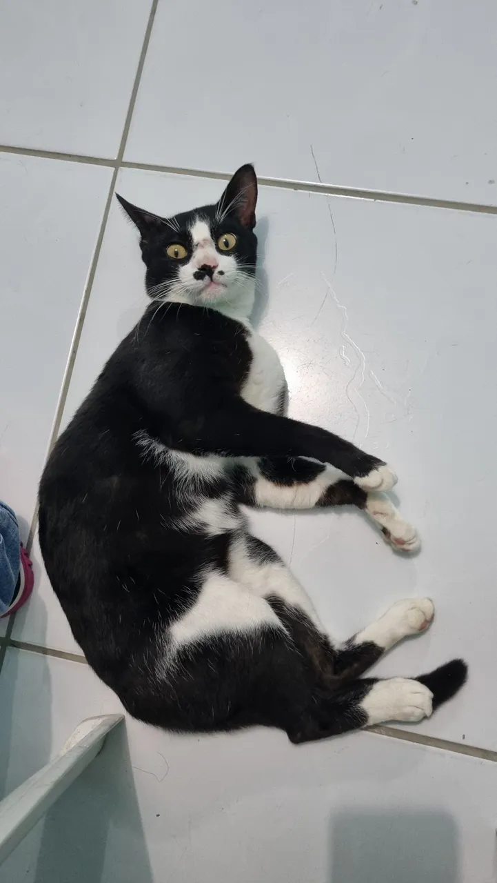 Amor que cura: adote este gato castrado e muito brincalhão 