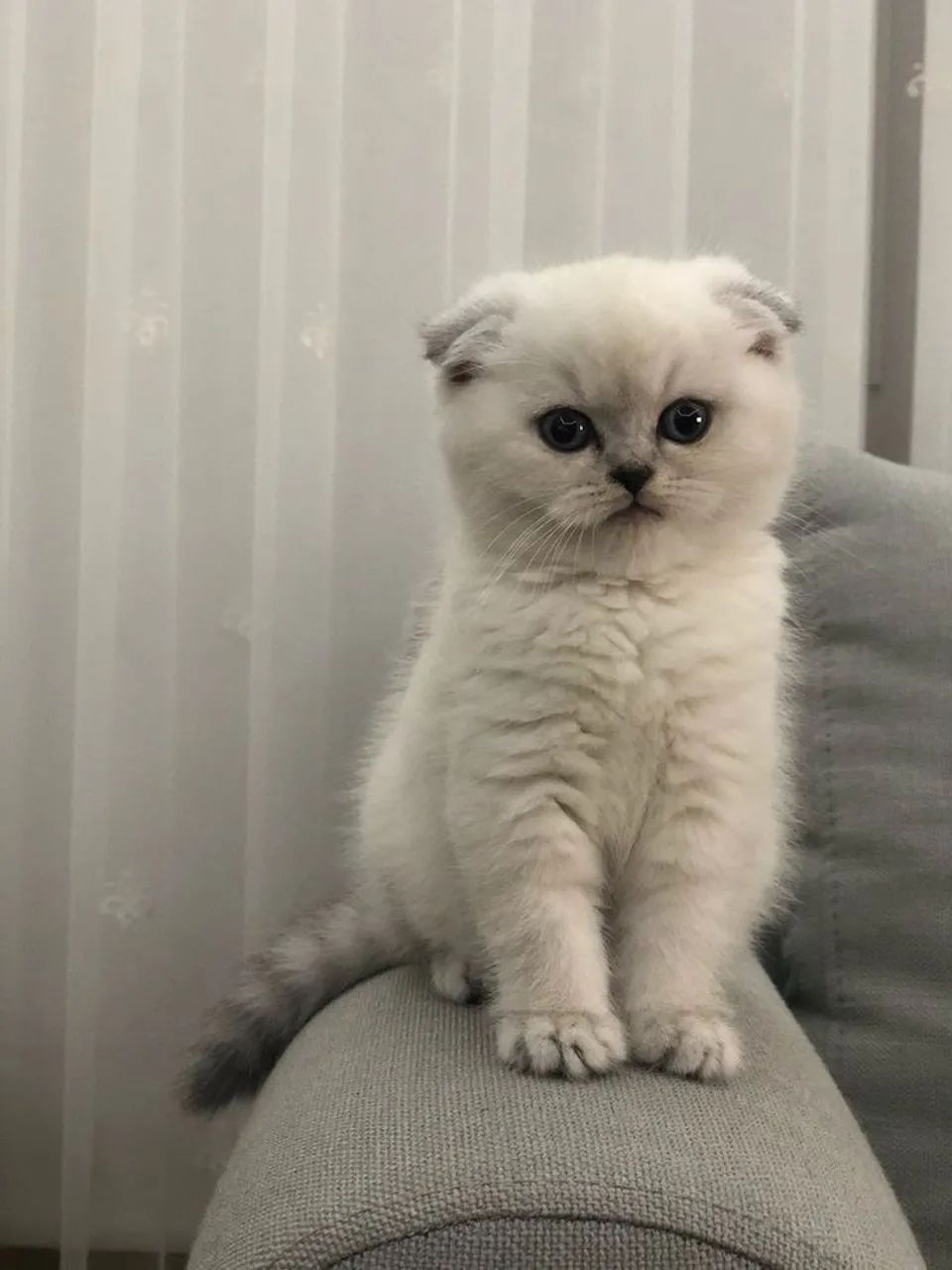 Scottish Fold - Saudáveis e Vacinados
