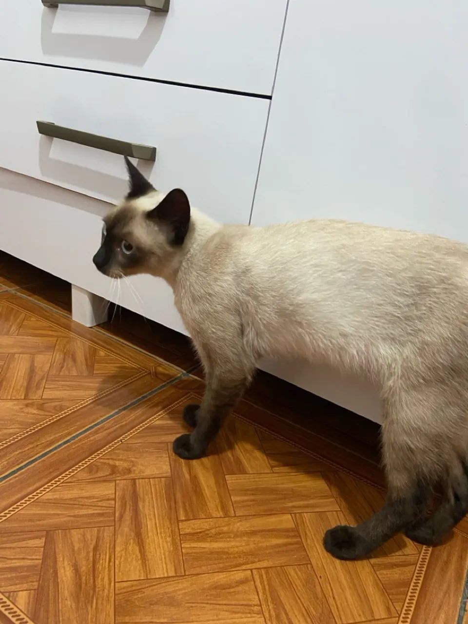 Gata fêmea siamês  - Foto 4