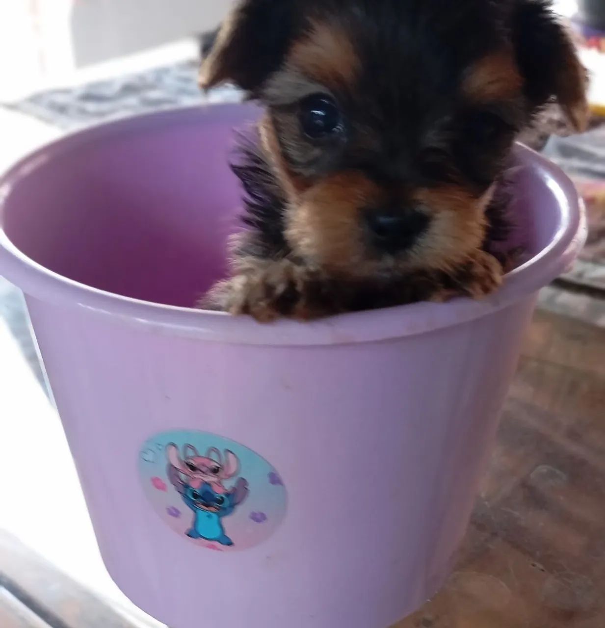 Filhote yorkshire terrier mini e fêmea Cachorros Vila