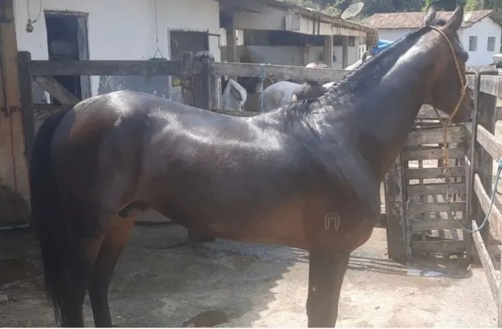 cavalo Mangalarga Marchador - Foto 2