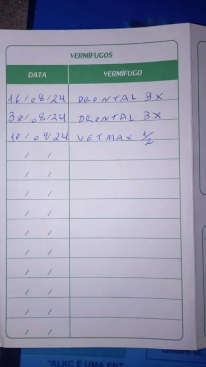 Shitzu Filhote  - Foto 6