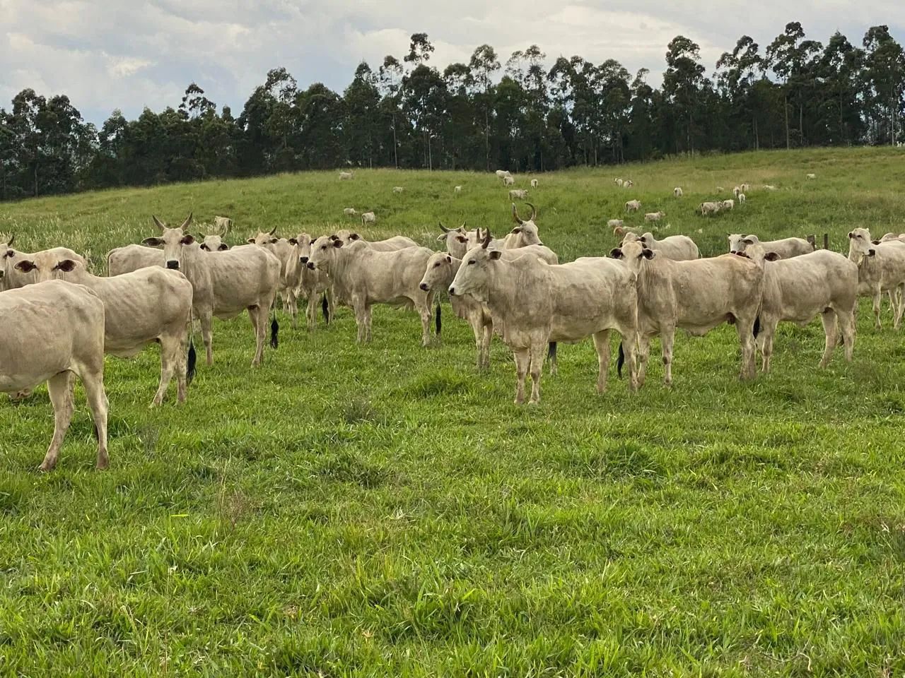 Fazenda  - Foto 3