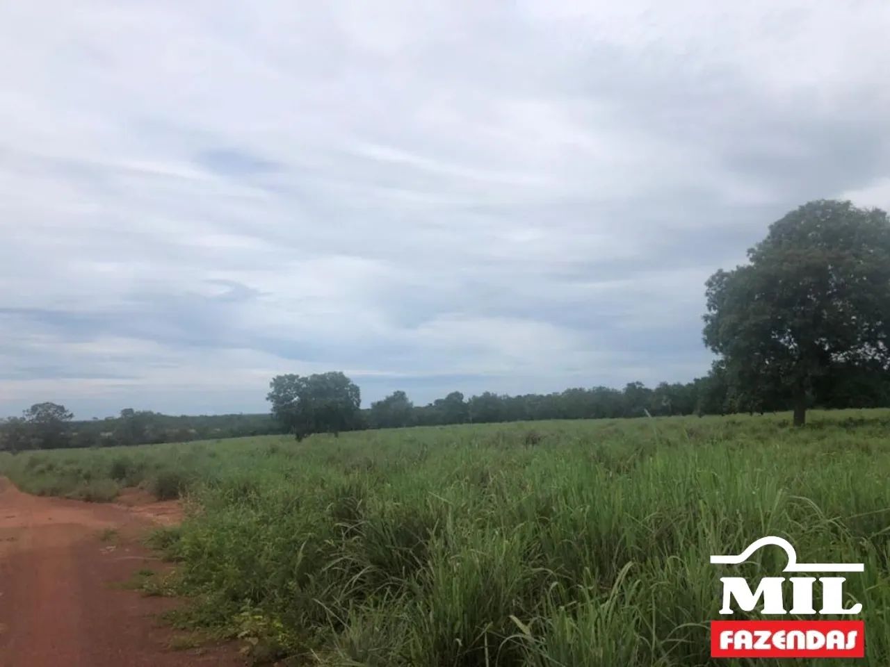 Fazenda em Talismã-TO 82 Alq. (397 Há). Boa p/ Soja - Foto 5