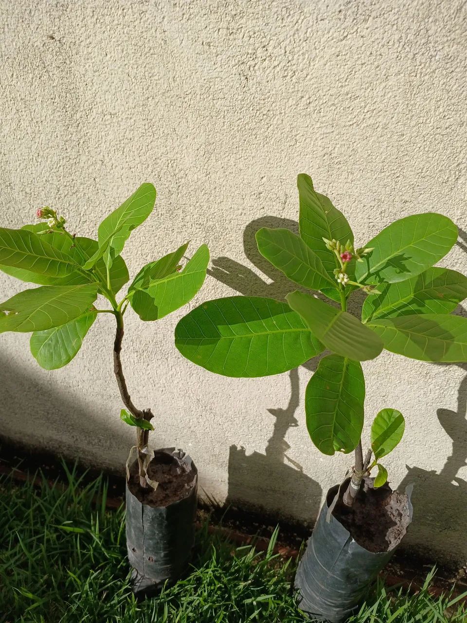 Mudas de frutíferas enxertadas- Qualidade 100% orgânicas  - Foto 3