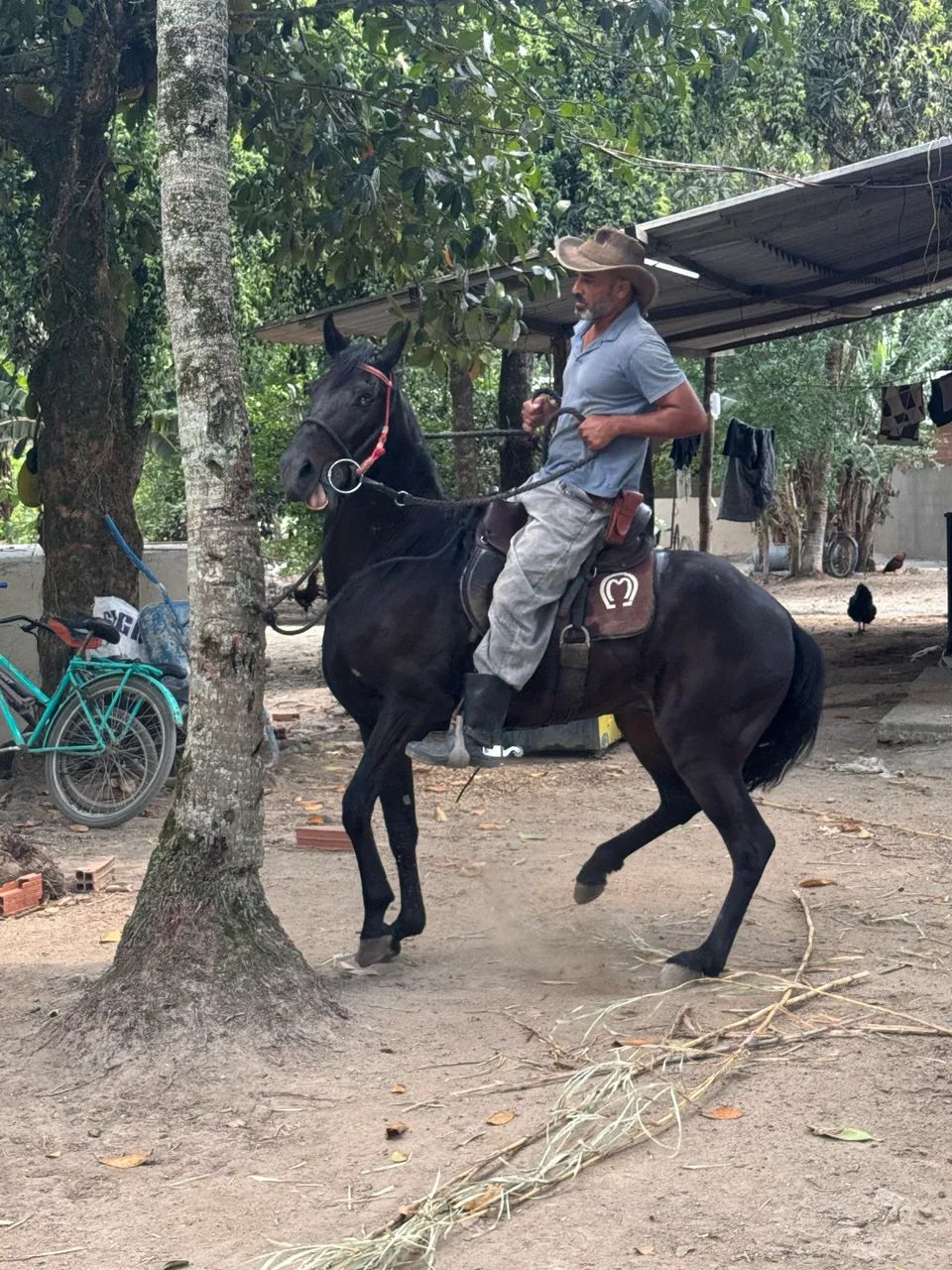 Cavalo MangaLarga - Foto 4