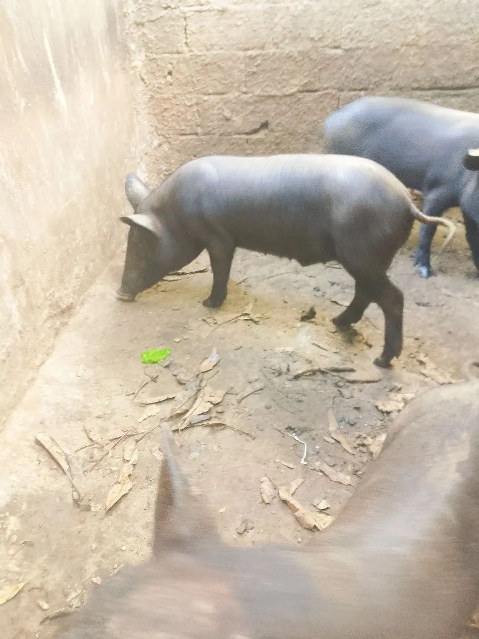 Porcos pretos para venda