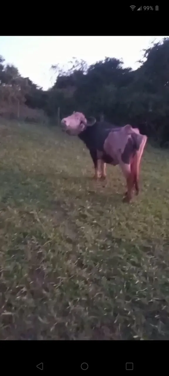 Búfala pampa