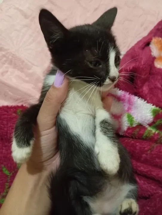 Gatinho Preto e Branco - Adote Já!