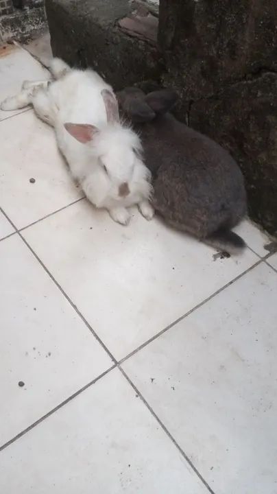 Dois coelhos fofinhos para adoção