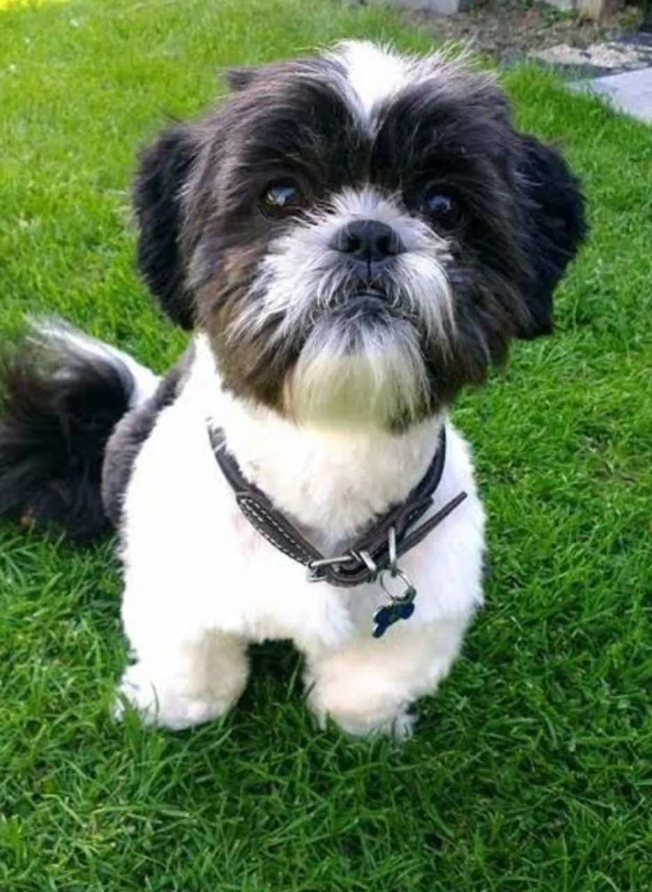Shih Tzu adorável para vender 