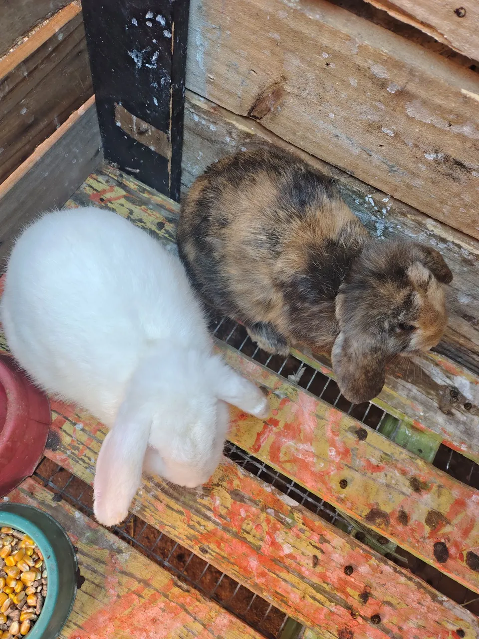 Coelhos Mini Lop  vendo o casal primeira cria que vai ter