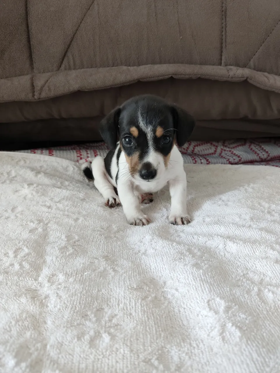 Filhote de Jack Russel Terrier - Fofura em 4 patas!